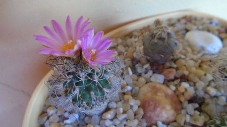 Turbinicarpus krainzianus v. lausseri