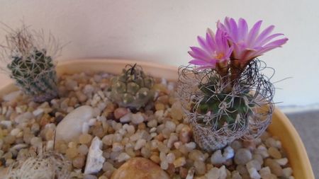 Turbinicarpus krainzianus v. lausseri