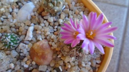 Turbinicarpus krainzianus v. lausseri