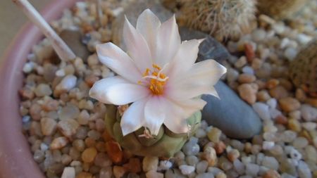 Turbinicarpus lophophoroides