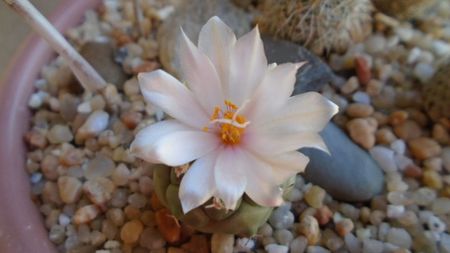 Turbinicarpus lophophoroides