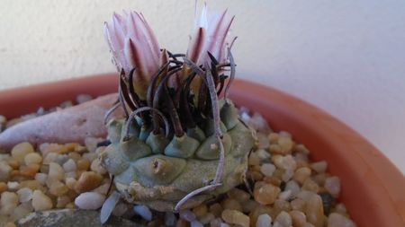 Turbinicarpus schwarzii v. rubriflorus