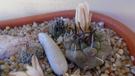 Turbinicarpus schwarzii v. rubriflorus