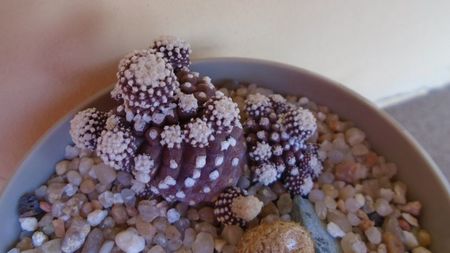 Copiapoa humilis ssp. tenuissima f. monstruosa