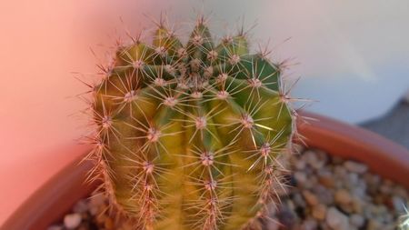 Echinopsis sp. variegata