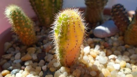 Echinopsis sp. variegata