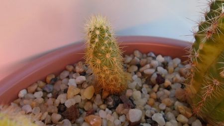 Acharagma roseanum ssp. galeanense, Galeana, Nuevo León, Mx