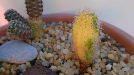 Echinopsis sp. variegata