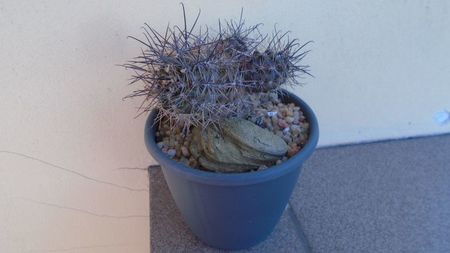 Austrocactus patagonicus (Austrocactus bertinii)