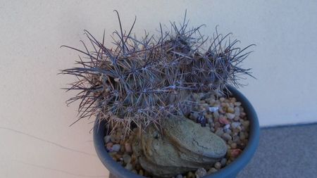 Austrocactus patagonicus (Austrocactus bertinii)