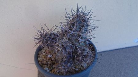 Austrocactus patagonicus (Austrocactus bertinii)