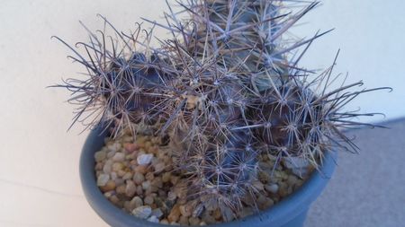 Austrocactus patagonicus (Austrocactus bertinii)