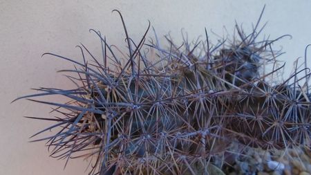 Austrocactus patagonicus (Austrocactus bertinii)