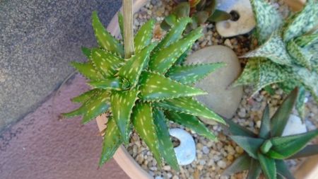 Aloe somaliensis, tija florala