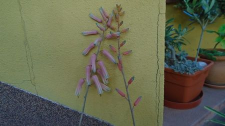 Aloe somaliensis & Aloe cv. Lizard Lips, tije florale