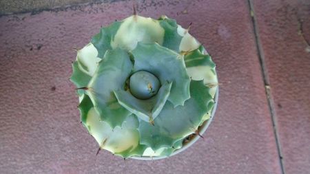 Agave isthmensis cv. Orhi Razin Shirifukurin