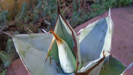 Agave titanota cv. White Ice