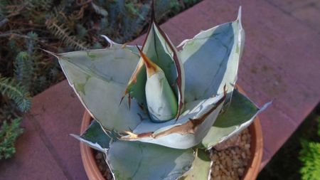 Agave titanota cv. White Ice