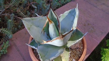 Agave titanota cv. White Ice