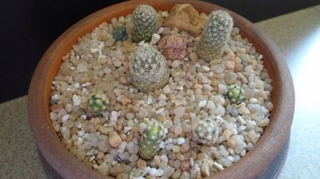 Grup de 7 Pediocactus; Pediocactus paradinei (-10-25C)
Pediocactus simpsonii (-10-25C)
Pediocactus simpsonii v. minor (-10-25C)
Pediocactus knowltonii, 4 ex. (-20C)
