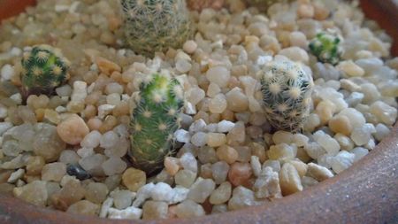 Pediocactus knowltonii, 4 ex. (-20C)