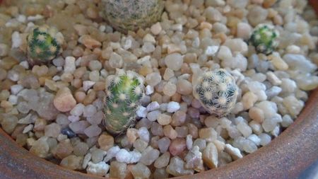 Pediocactus knowltonii, 4 ex. (-20C)