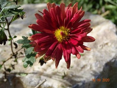 chrysanthemum Red Velvet