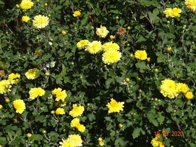 chrysanthemum Nantyderry Sunshine