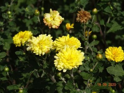 chrysanthemum Nantyderry Sunshine