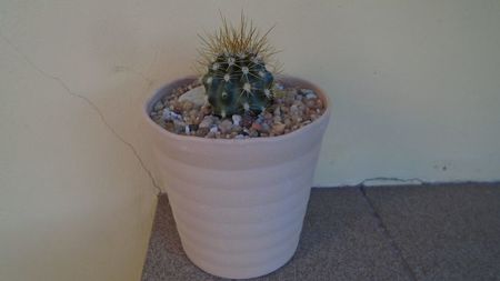 Carnegiea gigantea (the giant Saguaro, desertul Sonora)