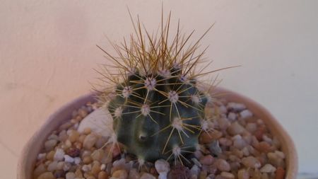 Carnegiea gigantea (the giant Saguaro, desertul Sonora)