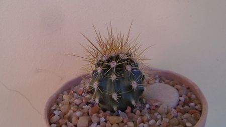 Carnegiea gigantea (the giant Saguaro, desertul Sonora)