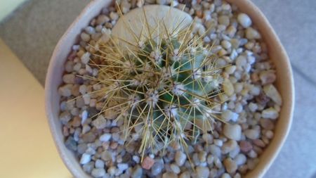 Carnegiea gigantea (the giant Saguaro, desertul Sonora)