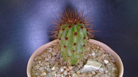 Stenocereus thurberi (Pitahaya dulce, desertul Sonora)