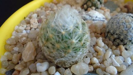 Mammillaria aureilanata