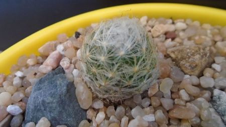 Mammillaria aureilanata