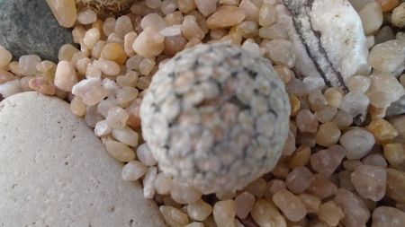 Mammillaria sanchez-mejoradae