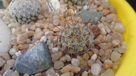 Mammillaria jaliscana