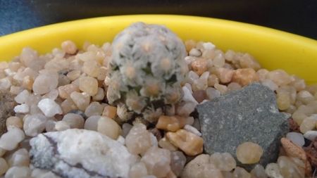 Mammillaria theresae