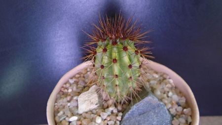 Stenocereus thurberi (Pitahaya dulce, desertul Sonora)