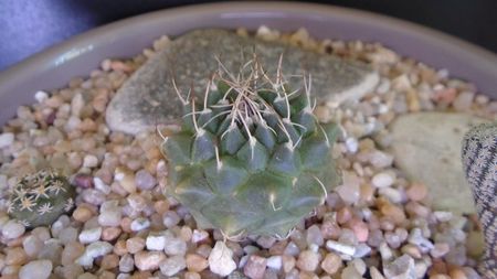 Turbinicarpus x mombergeri