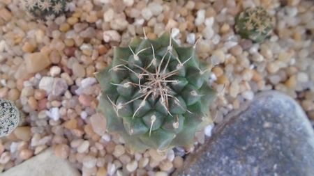 Turbinicarpus x mombergeri