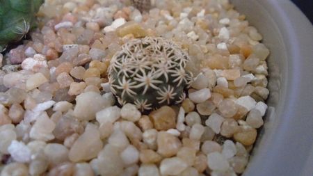 Turbinicarpus nikolae