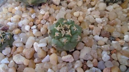 Turbinicarpus alonsoi 1