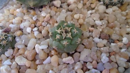 Turbinicarpus alonsoi 1