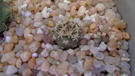 Turbinicarpus alonsoi 2