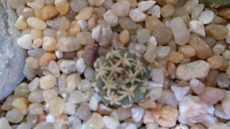 Turbinicarpus alonsoi 2