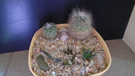 Grup de 6 cactusi; T. beguinii  
T. viereckii                                                 
A. scapharostrus               
A. fissuratus ssp. hintonii
A. retusus, form B
A. agavoides ssp. sanluisensis
