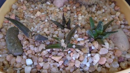 Ariocarpus agavoides ssp. sanluisensis