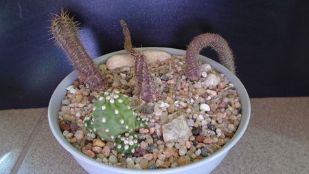 Grup de 5 cactusi; Austrocactus gracilis            
Austrocactus longicarpus
Austrocactus hibernus 
Austrocactus coxii 
Echinocereus triglochidiatus v. mojavensis inermis
